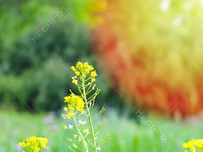 Sisymbrium orientale, Indian hedge mustard, Brassicaceae. Wild plant shot