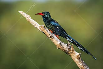 Green wood hoopoe in Kruger National park, South Africa