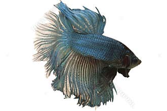 Siamese fighting fish