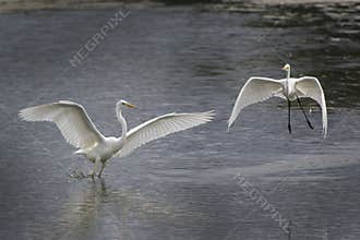 Great white Egrets playing around before mating
