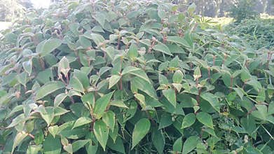 wild herbs soapbush or Koster's Curse close up