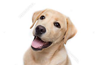Labrador retriever puppy
