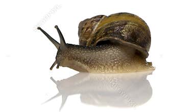 Garden snail
