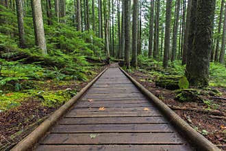 Forrest perspective