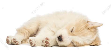 Border Collie puppy, 6 weeks old, lying and sleeping