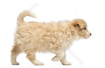 Side view of a Border Collie puppy, 6 weeks old, walking