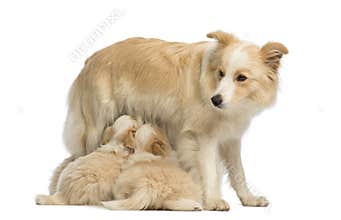 Border Collie puppies, 6 weeks old, suckling mother Border Collie, 2.5 years old