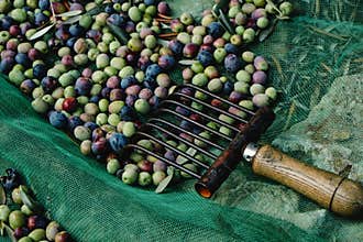 olives and comb-like tool used to collect them