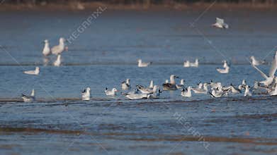 Many river gulls hunt fish in lakes, rivers, and canals. Seagulls fly over the water.