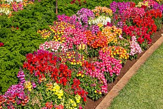 Snapdragons divided by a row of parsley in a garden bed at a flower show