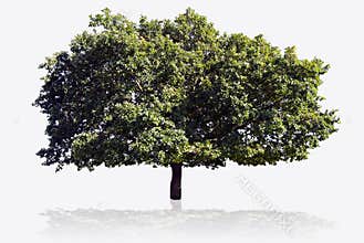 Big tree