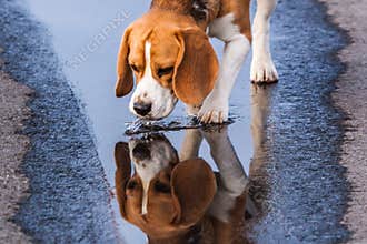 Beagle drinking from a puddle