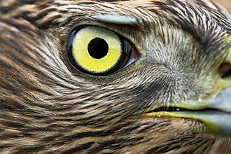 Northern Goshawk
