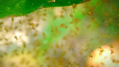 Baby spiders footage in the tropical forest, with natural light shinning on it, perfect combinations