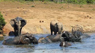 African elephants playing in a muddy waterhole, Addo Elephant National Park, South Africa