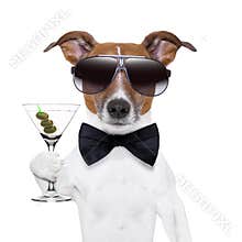 Martini dog