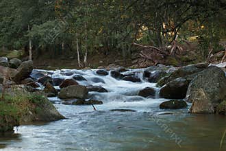 stream nature environment river forest water water scenery landscape