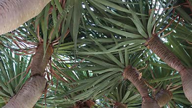 Dracaena Draco tree growing on Madeira Island, Portugal. Dragon tree or Drago is a subtropical, evergreen and long-lived tree of