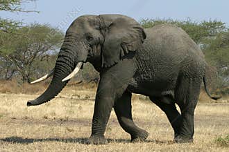 African Elephant
