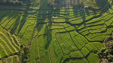 Terraced Rice Field in Chiangmai, Thailand