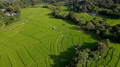 Terraced Rice Field in Chiangmai, Thailand