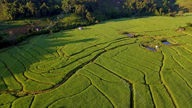 Terraced Rice Field in Chiangmai, Thailand
