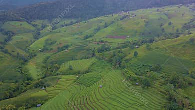 Terraced Rice Field in Chiangmai, Thailand