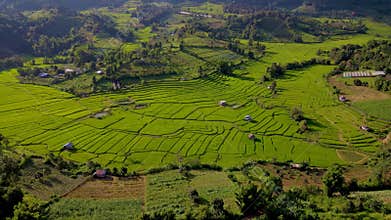 Terraced Rice Field in Chiangmai, Thailand