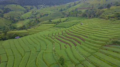 Terraced Rice Field in Chiangmai, Thailand