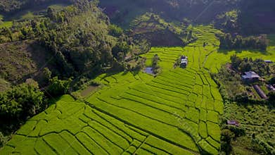 Terraced Rice Field in Chiangmai, Thailand