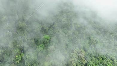 Tropical rainforests can absorb large amounts of carbon dioxide from the atmosphere