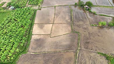 Wet plowed paddy field ready to be cultivate. Farmer plough and levelling soil also helps water distribution in paddy