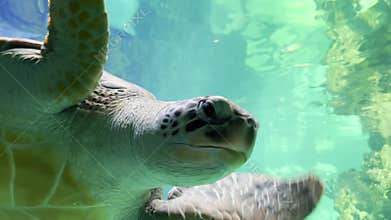 Aquarium, big sea turtle swimming in tank. Marine life in oceanarium aquatic habitat.