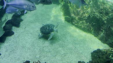 Marine life in oceanarium aquatic habitat. Green sea turtle swimming in tank.