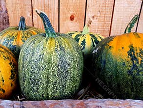 Variety of big pumpkins for cooking or decoration