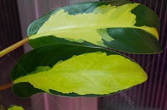 A yellow and green variegated leaf of Philodendron Thai Sunrise