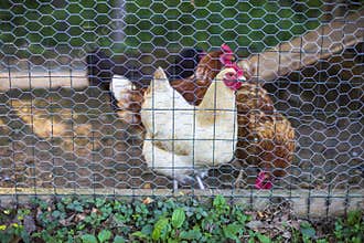 Multiple farm chickens in a wire cage fence
