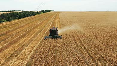 Aerial drone view: harvester working in wheat field. Harvesting combine machine cutting cultivated cereal crop harvest