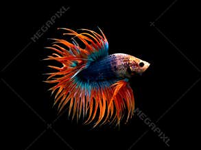 Crown Tail Betta, Siamese fighting fish, blue and orange coloured pla-kad
