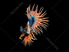 Crown Tail Betta, Siamese fighting fish, blue and orange coloured pla-kad