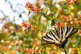 Zebra butterfly collecting pollen from flowers. Insects with colored wings.