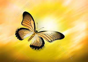 Yellow Butterfly Flying