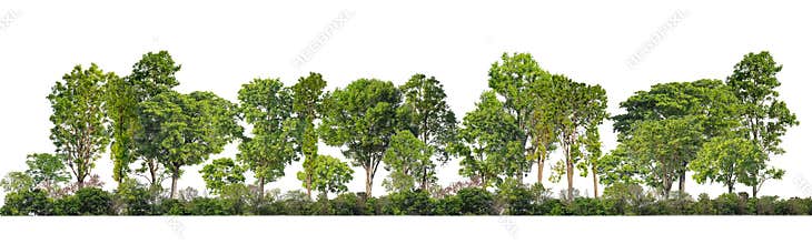Green Trees isolated on white background.are Forest and foliage in summer for both printing and web pages