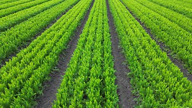 Close up aerial forward fly clip over an arable crop of carrots