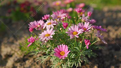 Sun shines on small pink and yellow flowers - paper everlasting daisy - growing in garden, brown soil around