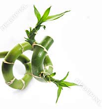 Lucky bamboo