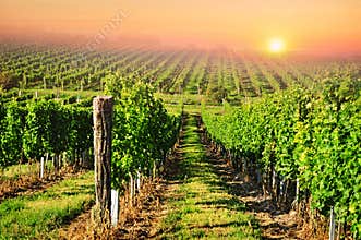 Vineyard sun sunset