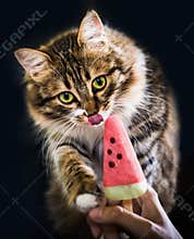 Little furry sweet kitty eating ice crean