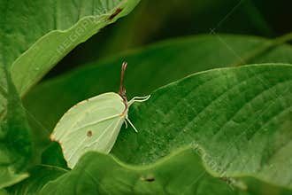 Green butterfly hidding in  green leaf