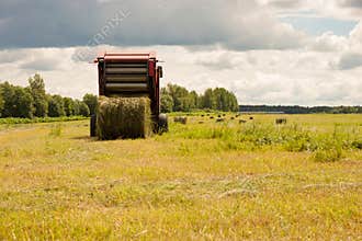 Harvesting of agricultural feed in the field